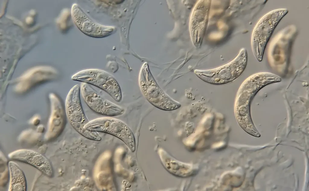 Parasita da toxoplasmose infecta 80% de comunidades pobres no Brasil, aponta estudo internacional