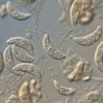 Parasita Da Toxoplasmose